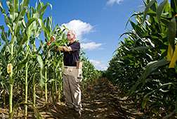 Corn lines resist fungal toxins