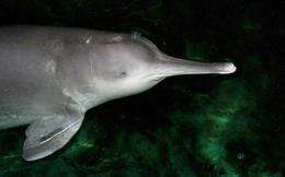 Could the Yangtze River dolphin be on its way to extinction?