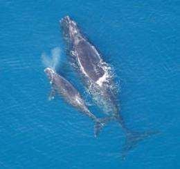 Count Confirms Critical Status Of Endangered Right Whale