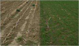 Cover crops reduce erosion, runoff