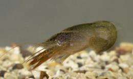 Crayfish brain may offer rare insight into human decision making