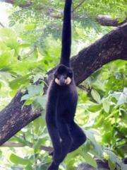 Crested gibbons are found only in Vietnam, Laos, Cambodia and southern China