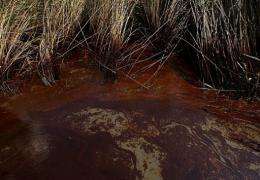 Crude oil is shown in a marsh area near Brush Island, Louisiana, in May