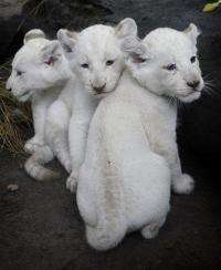 Cute! White lioness bears 3 cubs in Argentina (AP)