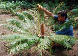 Cycad plant depends on insect for multiple services