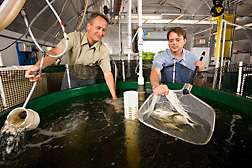 Recirculating systems for warm-water marine fish developed by USDA scientists