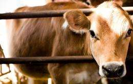 Dairy industry not to blame in greenhouse gas emissions, study says