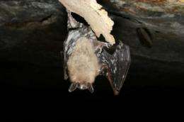 Death in the bat caves: UC Davis experts call for action against fast-moving disease