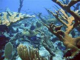 Death of coral reefs could devastate nations (AP)