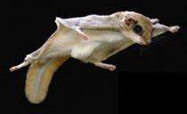 Decline of northern flying squirrel symptom of ailing ecosystem