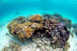 Demise of coral, salamander show impact of Web (AP)