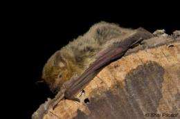 Desert bats reveal the secret of their survival