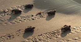 Despite oil, baby turtles being released to Gulf (AP)