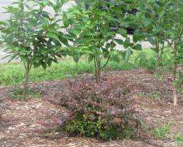 Developing alternatives to invasive shrubs