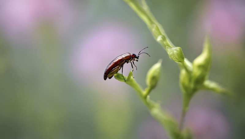 Diet of contaminated insects harms endangered meat-eating plants