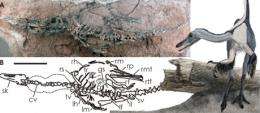 Dinosaur discovery helps solve piece of evolutionary puzzle
