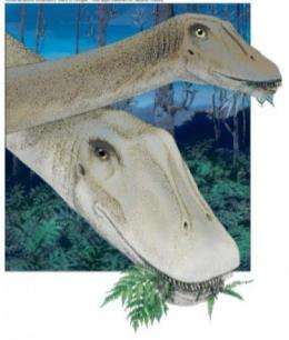Dinosaur skull changed shape during growth