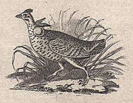 Discovered: Audubon's first engraving of a bird