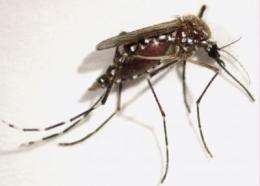 Discovery by UC Riverside entomologists could shrink dengue-spreading mosquito population