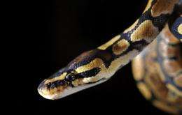 Distinct populations of snake species on three continents have crashed over the last decade