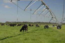 Does pasture irrigation increase groundwater contamination?