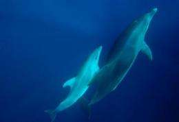 Dolphins use diplomacy in their communication