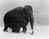 Dwindling green pastures, not hunting, may have killed off the mammoth