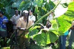 Efforts underway to rescue vulnerable bananas, giant swamp taro, other Pacific Island crops