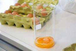 Eggs are examined at a laboratory in Muenster, western Germany