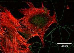 Elasticity found to stretch stem cell growth to higher levels