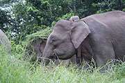 Elephant data informs habitat protection 