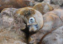 Elephant seals improve maps of Antarctic seafloor