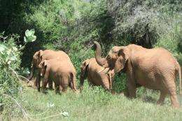 Elephants ready to rumble at sound of bees