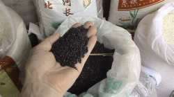 Black rice bran may help fight disease-related inflammation