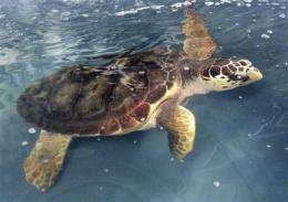 Endangered listing eyed for US loggerhead turtles (AP)
