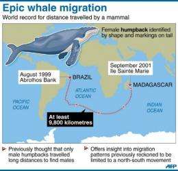 Epic whale migration