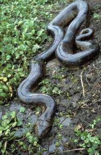 "Eunectes beniensis" is the first new anaconda species identified since 1936