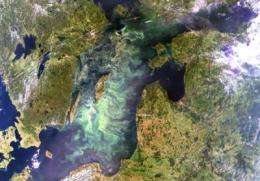 Eutrophication makes toxic cyanobacteria more toxic