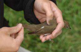 Even small patches of urban woods are valuable for migrating birds