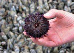 Ever-sharp urchin teeth may yield tools that never need honing