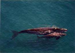 Experts gather to solve mystery of largest recorded die-off of great whales