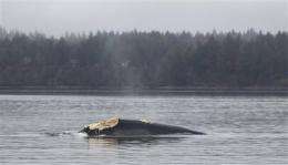 Experts keep close eye on badly injured whale (AP)