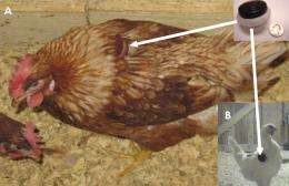 MSU studies use of wireless sensors to monitor chicken well-being