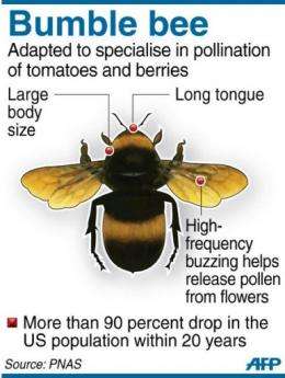 Fact file on bumble bees