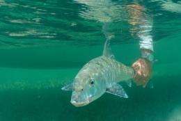 Fall bonefish census sounds warning bell that warrants careful future monitoring