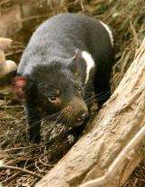 Famed Tasmanian devil euthanized after tumor found (AP)