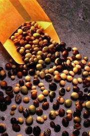 Fats for health and beauty: Giving soybean oil a new role in serving society