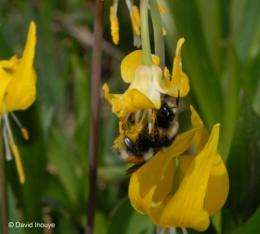 Fears of a decline in bee pollination confirmed
