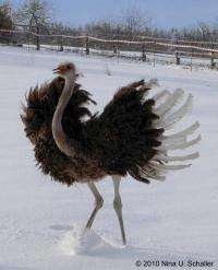 Feathered friends: Ostriches provide clues to dinosaur movement