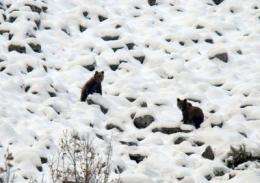 Female Cantabrian bears and their young do not hibernate